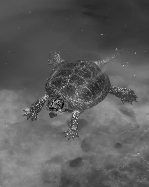 Close Turtle Sea Water — Stock Photo, Image