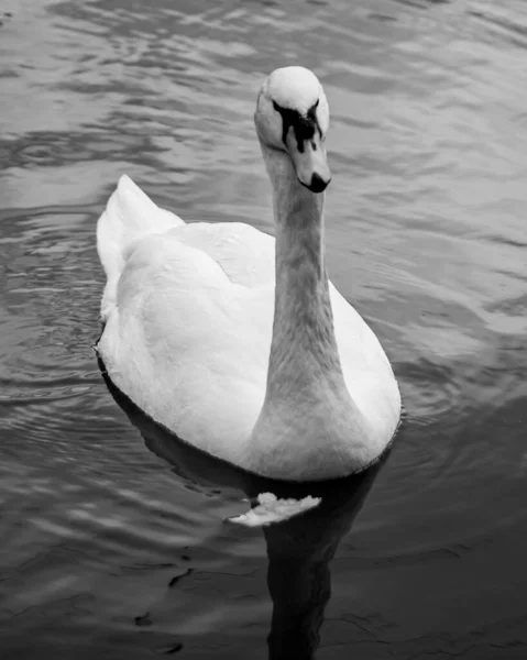 stock image swan on the lake. nature