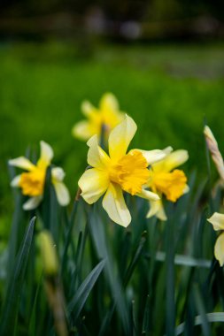 Bahçedeki sarı nergisler
