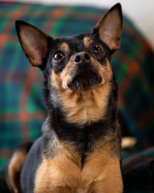 Köpek cinsi chihuahua. Sahip konsepti