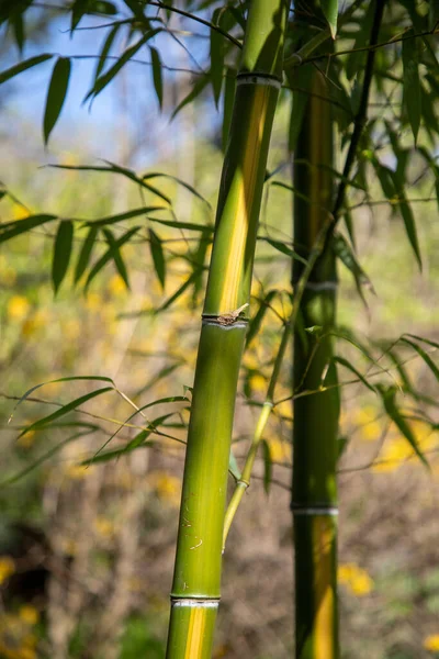 Yazın Yeşil Yapraklı Bambu Ormanı — Stok fotoğraf