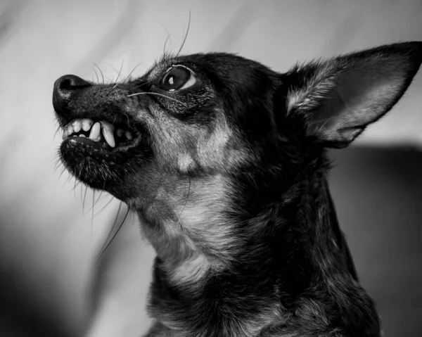 stock image black and white portrait of a sad dog