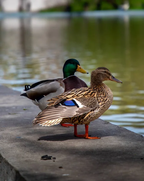 stock image two ducks on the pond