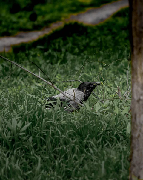 Green Crow Walking Ground — Stock Photo, Image