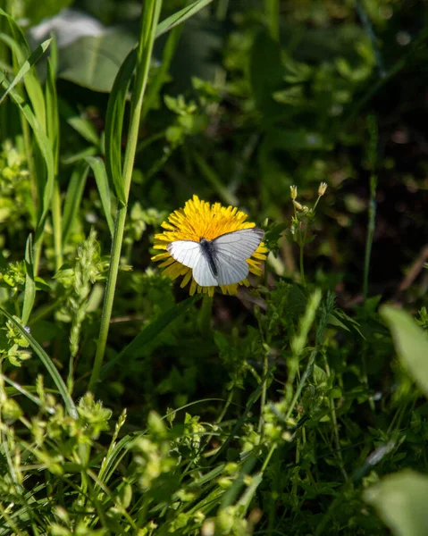 Білі Квіти Траві — стокове фото