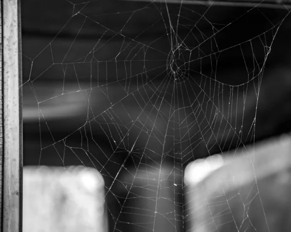 Spinnennetz Garten Aus Nächster Nähe — Stockfoto