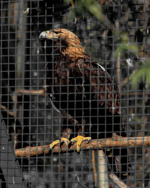 Ein Vogel Zoo — Stockfoto