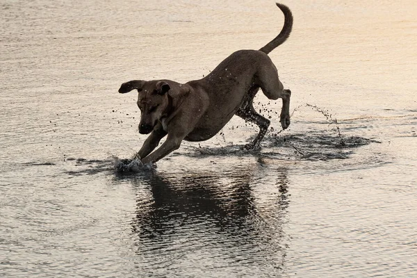 Cane che gioca nell'acqua