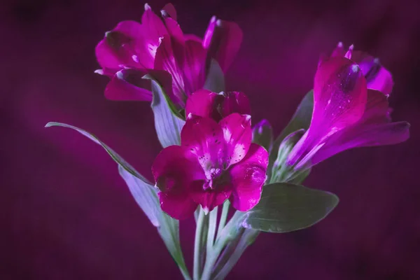Purple flowers on the purple background