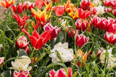 Campi di tulipani coltivati 