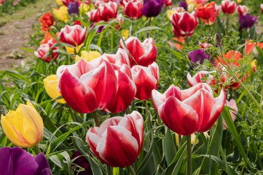 Campi di tulipani coltivati 