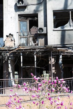 Irpin, UKRAINE - 5 Mayıs 2022 Rusya 'nın Ukrayna' ya karşı savaşı. İşgalden ve şehrin Rus ordusu tarafından bombalanmasından sonra yıkılmış bir evin yakınında çiçek açan 5 Mayıs 2022.