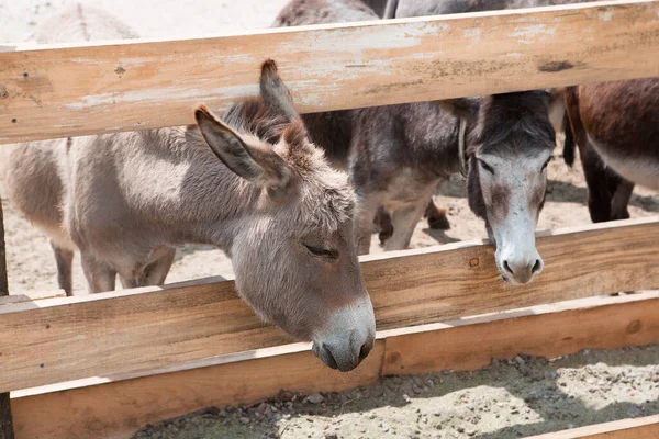 stock image Curious beautiful donkeys behind the fence.