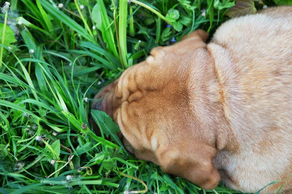 Cão Labrador Engraçado Dorme Grama Fora Férias Verão Vista Superior — Fotografia de Stock