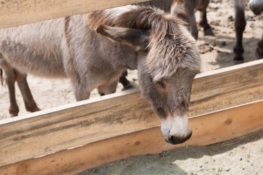 Çitin arkasında meraklı, güzel eşekler. Çiftlik hayvanları.