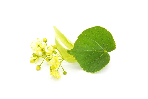 Linden Flower Isolated White Background Phytotherapy — Stock Photo, Image