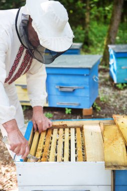 Arı yetiştiricisi arılarla ve arı kovanlarıyla çalışıyor. Arıcılık. Görüntü.