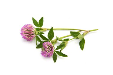 Beyaz arkaplanda yeşil yonca yaprakları ve çiçekler.