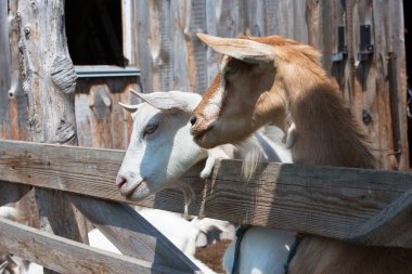 Çiftlikteki ahşap bir çitin arkasından iki keçi dikizliyorlar..