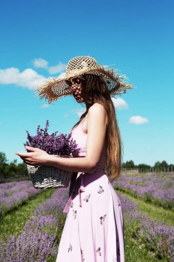 Hasır şapkalı, sepeti olan genç ve güzel bir kadın lavanta tarlasında çiçeklerin kokusundan hoşlanıyor..