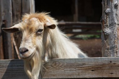 Çiftlikteki ahşap bir çitin arkasından meraklı keçi dikizliyor..