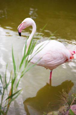 Pembe flamingo zarif bir şekilde sığ sularda duruyor..