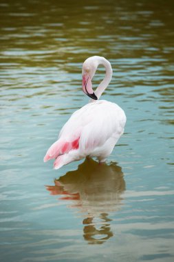 Pembe flamingo zarif bir şekilde sığ sularda duruyor..