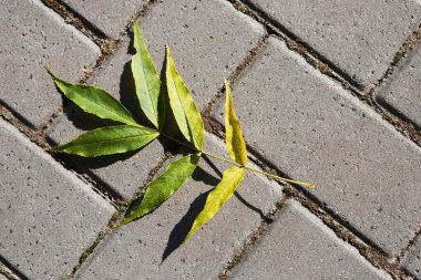 Taş zeminde sarı sonbahar yaprağı. Üst görünüm.