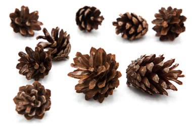 Beyaz arkaplan üzerinde çam kozalakları izole.