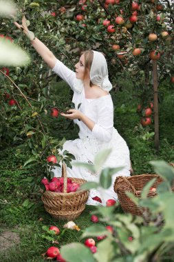 Güzel genç bir kadın meyve bahçesinden elma topluyor, hasır sepetlere koyuyor. Hasat..