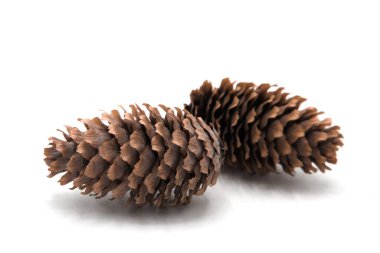 Fir cones isolated on a white background. clipart