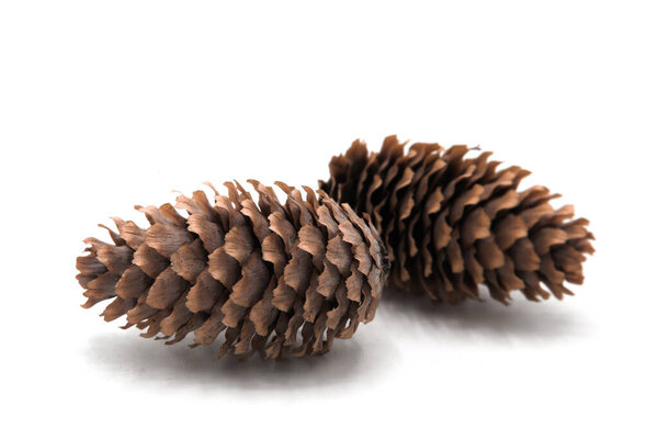 Fir cones isolated on a white background.