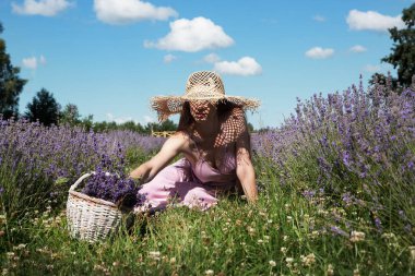Hasır şapkalı genç bir kadın lavanta tarlasında çiçek topluyor..