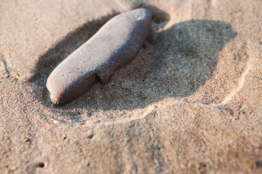 Deniz taşı şafak vakti güneşin ışınlarında ıslak kumların üzerinde uzanıyor..
