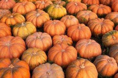 Bir yığın taze organik balkabağı. Piyasa ticareti ve tarım ürünleri fuarı. Cadılar Bayramı için arka plan, Şükran Günü. Hasat..