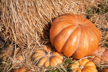 Samanlıkta yatan olgun organik balkabakları. Cadılar Bayramı için arka plan, Şükran Günü. Hasat ve tarım ürünleri.