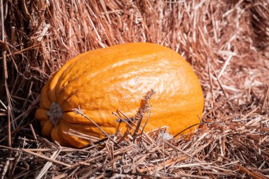 Samanlıkta yatan olgun organik balkabağı. Cadılar Bayramı için arka plan, Şükran Günü. Hasat ve tarım ürünleri.