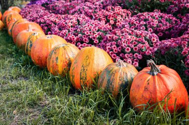 Çiçek açan kasımpatı çalılarının ve çimenlerin üzerinde duran taze taze balkabakları yığını. Piyasa ticareti ve tarım ürünleri fuarı. Cadılar Bayramı için arka plan, Şükran Günü. Hasat..