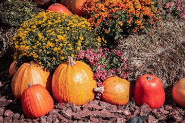 Çiçek açan kasımpatı çalılarının ve çimenlerin üzerinde duran taze taze balkabakları yığını. Piyasa ticareti ve tarım ürünleri fuarı. Cadılar Bayramı için arka plan, Şükran Günü. Hasat..