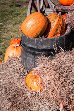 Ripe organic pumpkin lying in an old vintage wooden barrel in hay. Background for Halloween, Thanksgiving Day. Harvest and agricultural products. Fair and market.
