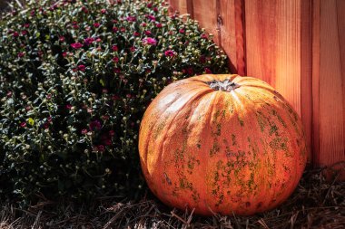 Çiçek açan kasımpatıların çimenlerin ve çalılarının üzerinde duran taze taze, organik balkabağı. Piyasa ticareti ve tarım ürünleri fuarı. Cadılar Bayramı için arka plan, Şükran Günü. Hasat..