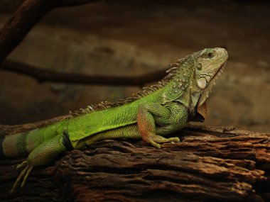 Bir kertenkele yerde oturup avını arıyor.