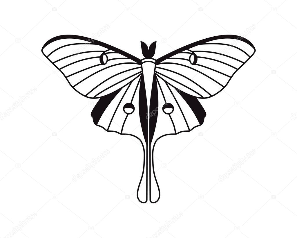 Butterfly. Vector drawing. Closeup. Used for web design