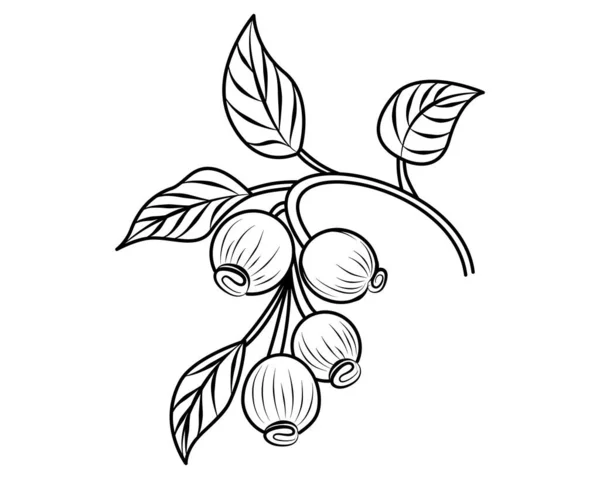 Omalovánky Hawthorn Berry Větev Opadavé Rostliny Les Plodná Rostlina Obrysová — Stockový vektor