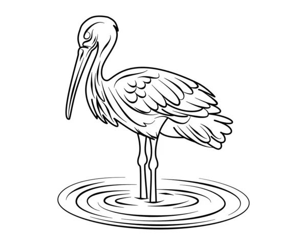 Cicogna Libro Colorare Uccello Cicogna Piedi Acqua Disegno Contorno Libro — Vettoriale Stock