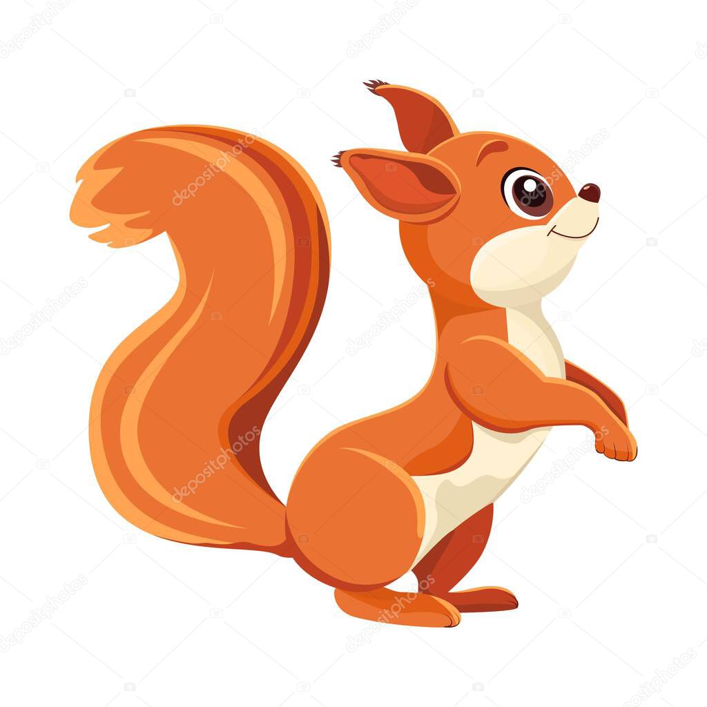 Squirrel. Cartoon drawing. Close-up. White background. For web design and print.