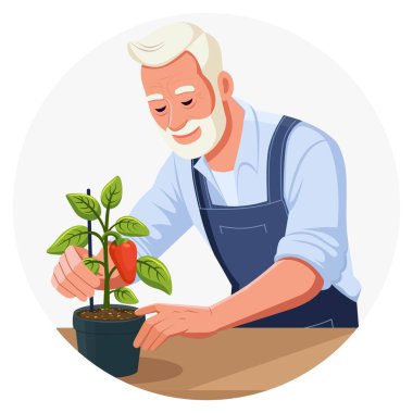 İş kıyafetleri içinde biber bitkisiyle ilgilenen yaşlı bir adam. Amatör bahçıvan saksıda fidanlar yetiştirir. Vektör. Yuvarlak. Yakın plan. Beyaz arka plan. Bahardan sonbahara kadar bahçe ve sebze bahçesi kavramı. Pencere pervazındaki ev. 