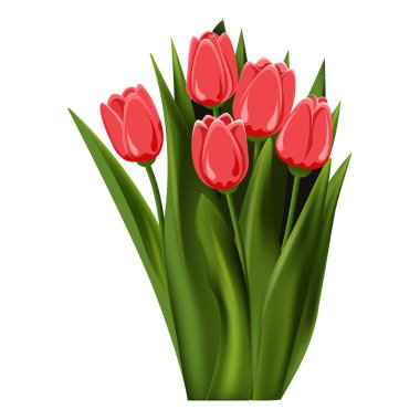 Lale. Bir buket beş lale. Ebedi çiçek. Bahar-yaz. Geniş yapraklı gövdeler. Yakın plan. Beyaz arka plan. Kolaj ve çıkartmalarda web tasarımında, tebrik kartlarında ve tebrik kartlarında kullanılır..