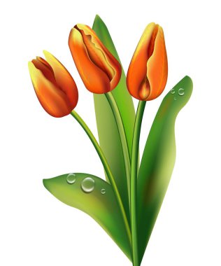 Çiğ taneli bir buket turuncu lale. Vektör. Yakın plan. Beyaz arka plan. Web tasarımı için kullanılır