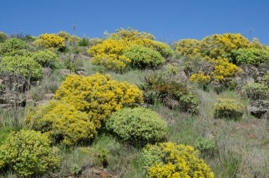 Teline microphylla çiçekli çalılık ve Euphorbia regis-jubae. Las Cumbres Koruma Arazisi. Büyük Kanarya. Kanarya Adaları. İspanya.